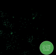 Load image into Gallery viewer, Fireflies GLOW IN THE DARK PJ Set
